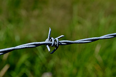 Barbed wire link in shape of heart.